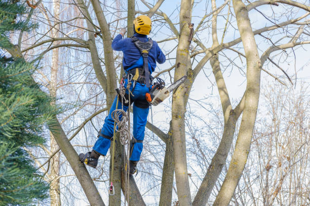 Best Tree Trimming and Pruning  in Northbrook, OH