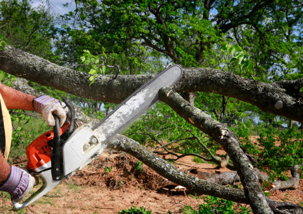 Best Tree Maintenance Programs  in Northbrook, OH